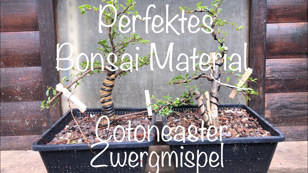 Zwergmispel Cotoneaster Bonsai Anfänger Erstgestaltung Bonsai oderKleinholz 2024-16