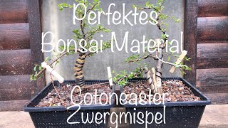 Zwergmispel Cotoneaster Bonsai Anfänger Erstgestaltung Bonsai oderKleinholz 202416