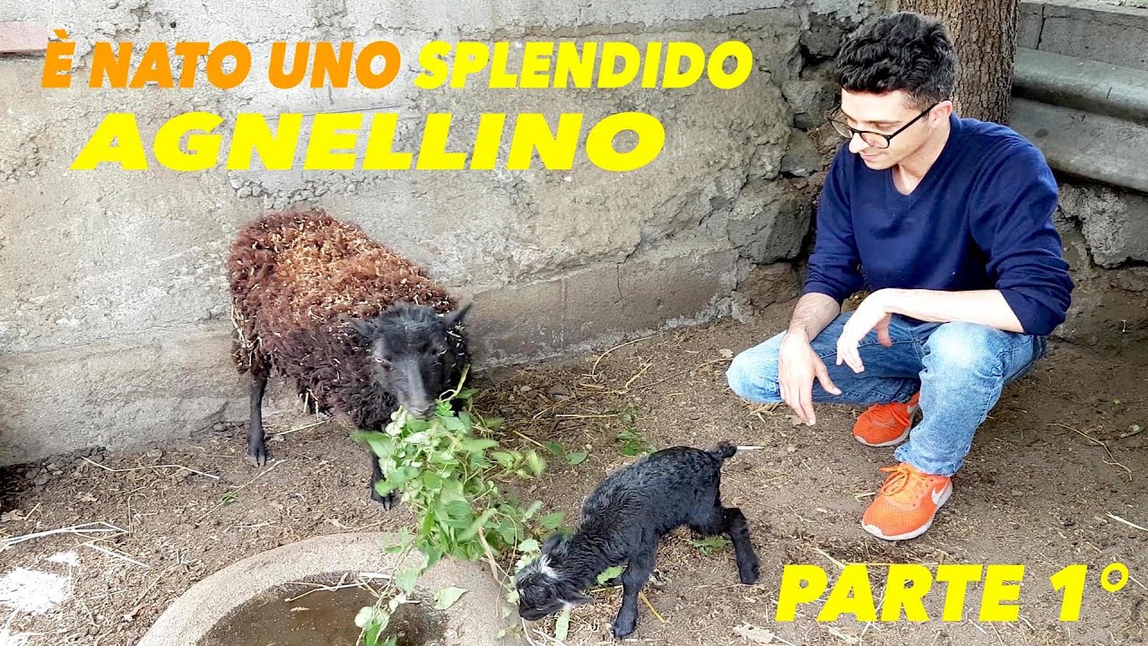 E' Nato Il Piccolo Jimball Un Bellissimo Cucciolo