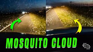 Massive Cloud of Mosquitoes Seen on Road Trip