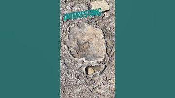 Interesting #fossil #fossils #geology #rocks #paleontology #coolrock #rock #shorts #interesting