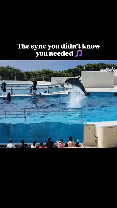 The sync you didn’t know you needed 🎵🐬 | Okinawa, Japan