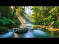 Crystal Clear Mountain Creek | Soothing Forest Water Ambience