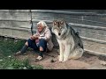 Зять вышвырнул пожилую тёщу из дома как собачонку, но потом ей встретился волк