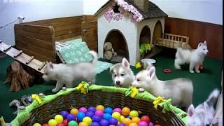 🌼 Выход из манежа! + Звук 🌼 Хасята онлайн: Цветы Ванили 🌼 Выход из манежа! + Звук 🌼 Хасята онлайн: Цветы Ванили