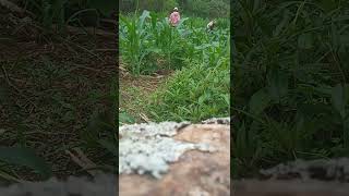 Peb Hmoob Nyob Rau Toj Siab Nchaiv Xeem Lauj Channel