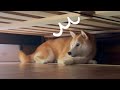 ベッド下に立てこもる犬の元へ大好きなおばあちゃんが帰ってきたら… Momo is on strike
