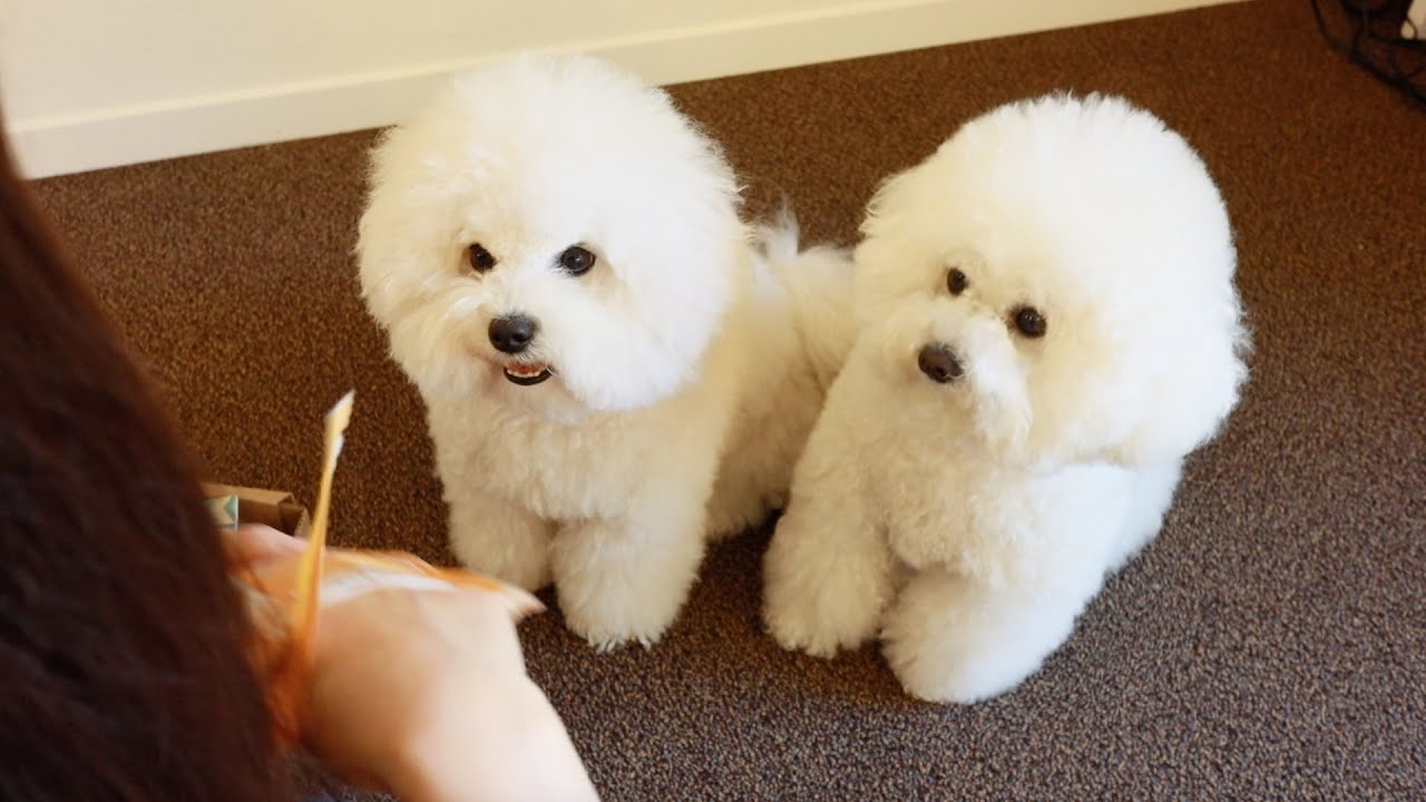 My Puppies Get a Fun Surprise Delivery!