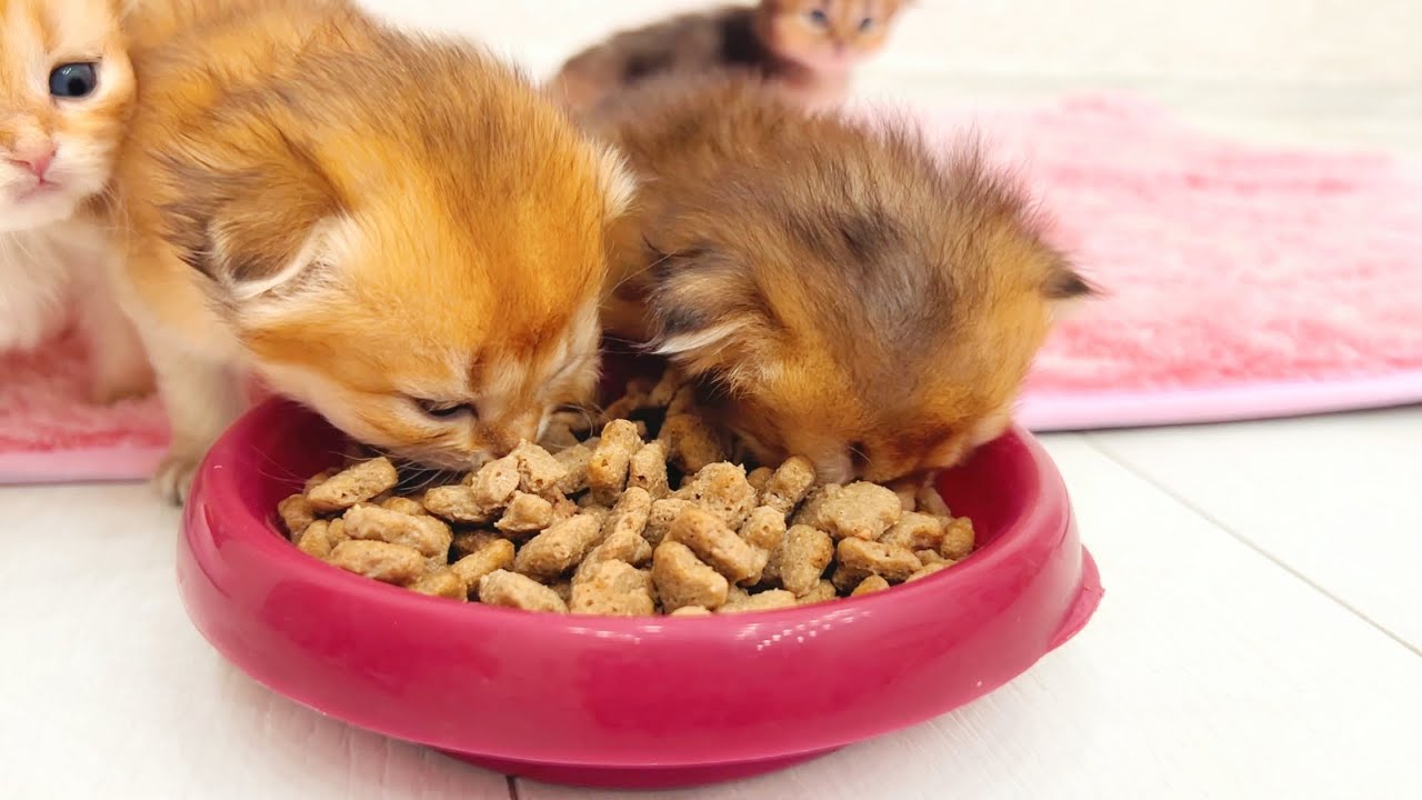 Котята впервые попробовали корм для котят… Но сразу же вернулись к материнскому молоку