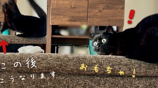 おもちゃを上手くキャッチできず、やけくそになる黒猫 - YouTube