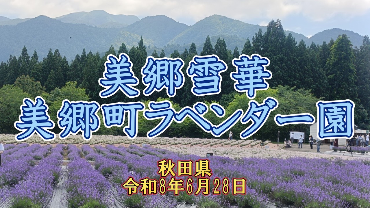 ラベンダー】白いラベンダー 美郷雪華：みさとせっか【2026.06.28