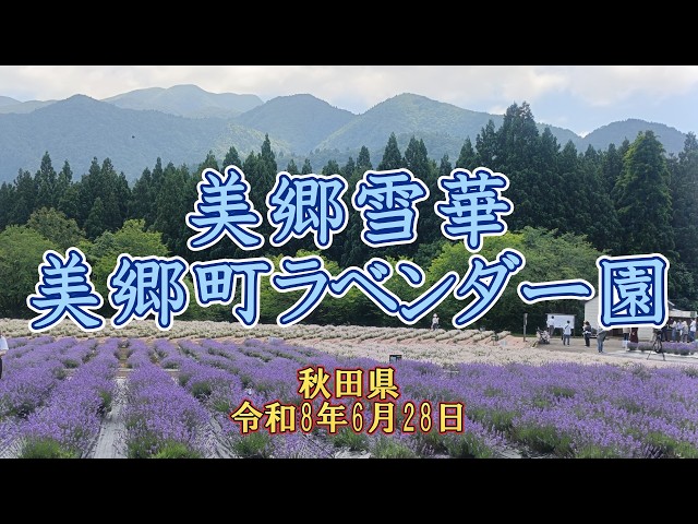 ラベンダー】白いラベンダー 美郷雪華：みさとせっか【2026.06.28