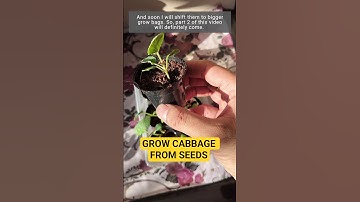 Grow Cabbage 🥬 from Seeds #shorts #plants #sehar