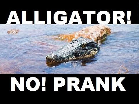 alligator-prank-funny-video-rc-boat
