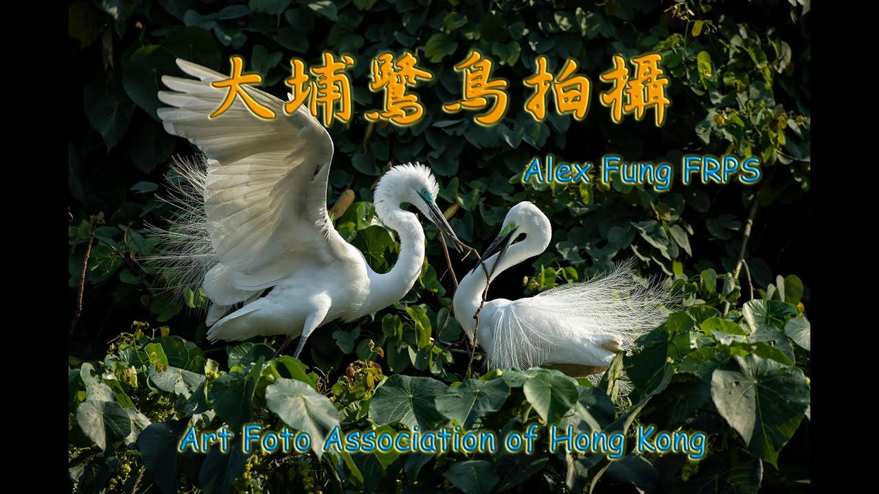 【攝影教學 #16】鳥攝分享 - 大埔鷺鳥拍攝 (Canon 1DxII, EF600mm F4L IS III) - Alex Fung FRPS