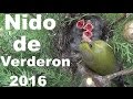 Nido de Verderon en plena naturaleza 2016