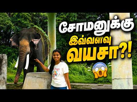 Guinness சாதனை படைத்த யானை 🐘🏆| Elephant Rehabilitation Centre