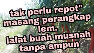 Banyak Yang Belum Tau.!! Lem Paling Ampuh Lalat Buah