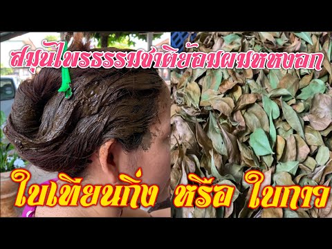 วีดีโอ: วิธีทำสีเฮนน่า – เรียนรู้เกี่ยวกับการสกัดสีย้อมจากต้นเฮนน่า