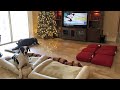 Helpful Great Danes Visualize New Furniture So Everyone Has A Spot To Sit