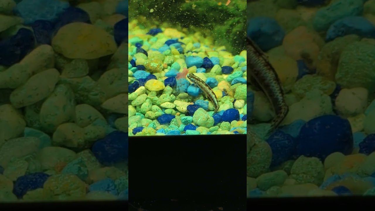 Feeling Blue!  Neon Blue Goby looking good!   (2026) #shorts #drockingfish