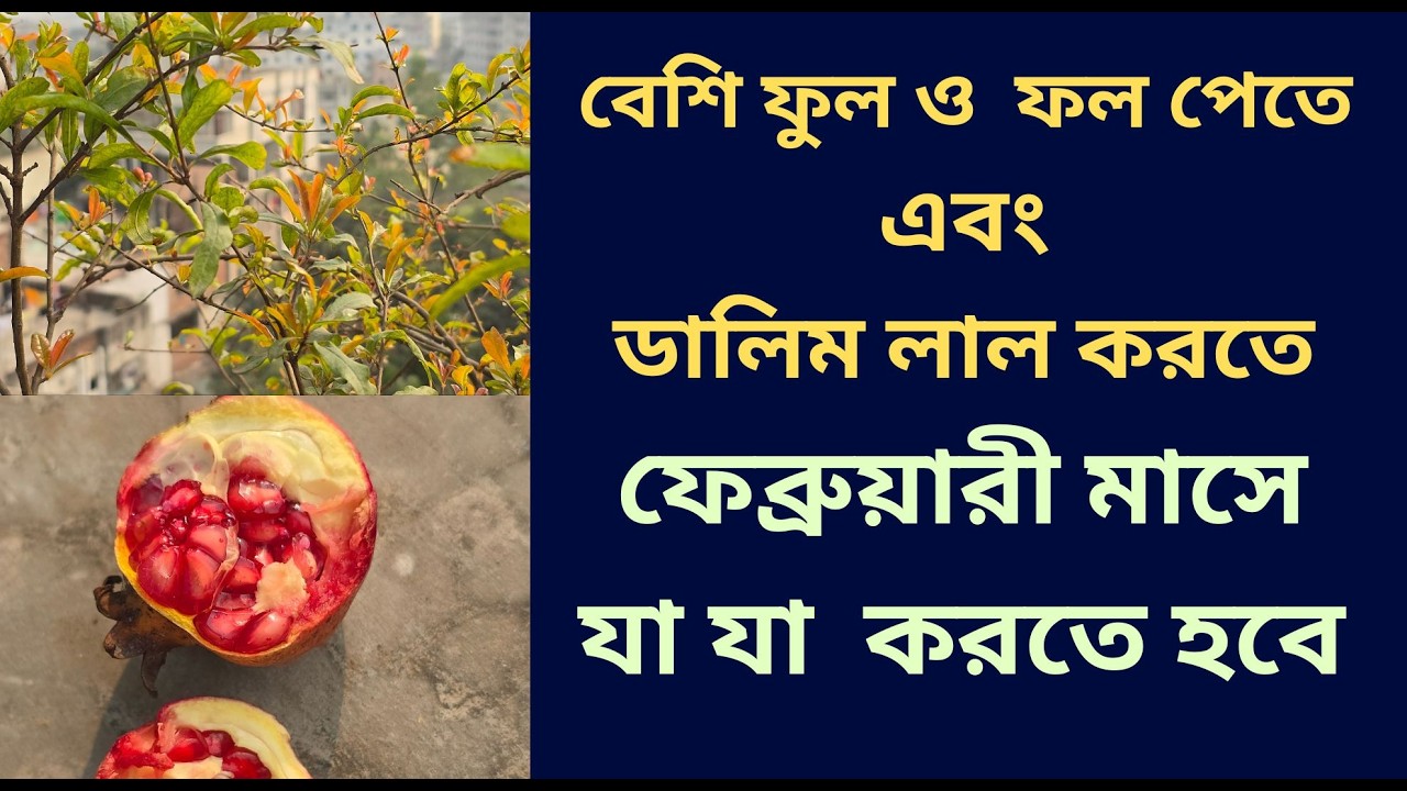 ফেব্রুয়ারী মাসে ডালিম গাছের যত্ন । ডালিম আকারে বড় ও ভিতরে লাল করার উপদায় । Pomegranate Care