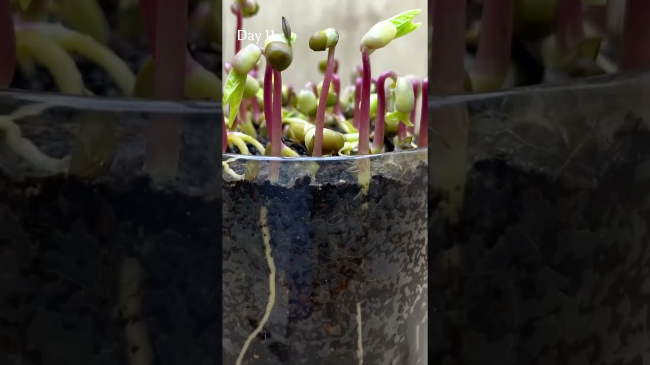 20 Days Of MUNG BEANS Growth Phase 