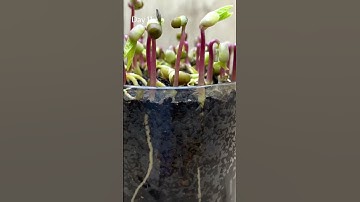 20 days of MUNG BEANS growth phase🌿