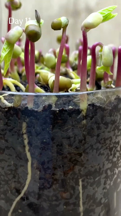 20 days of MUNG BEANS growth phase🌿