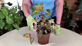 How and Where to Prune Houseplants screenshot 5