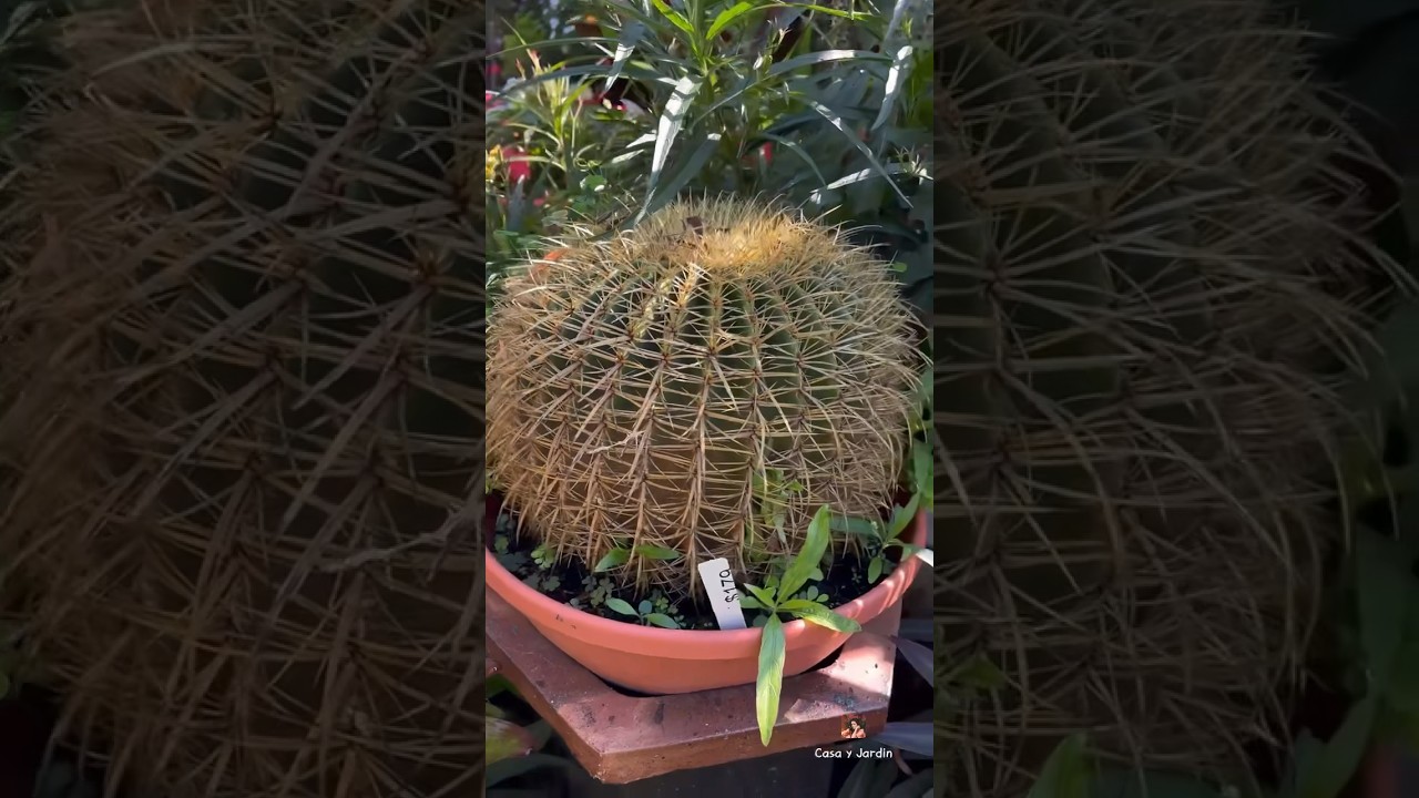 #cactus