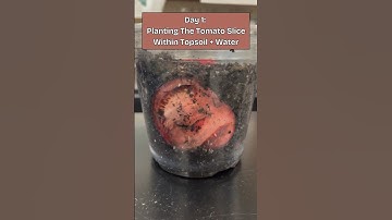 Environmental Science Lab: Tomato Slice