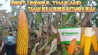 REVIEW JAGUNG HIBRIDA  THAILAND DENGAN TANAM SANGAT RAPAT & TAHAN BUSUK BUAH BATANG SERTA BULAI.