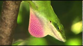 Anole lizard's dewlap