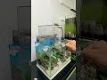 Tank setup. #aquarium #ytshorts #fish #bettafish #mollyfish #Tanksetup
