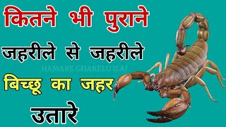 कितने भी पुराने जहरीले से जहरीले बिच्छू का जहर उतारें, scorpion home remedy, bichhu ke dunk ka ilaj