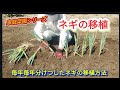 【ネギの移植方法】青ネギの場合の移植の仕方【家庭菜園シリーズ】