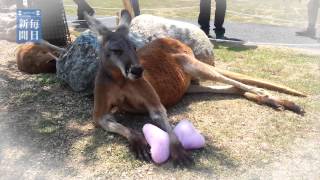 枕大好き　カンガルーの豆蔵