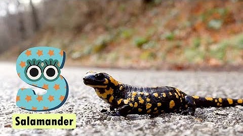 ABC Amphibians Animals Song for Toddlers | Educational Video for Babies | Learn the Alphabet #abcd