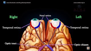 VISUAL PATHWAY ANIMATED - Animated anatomy lectures USMLE Step 1