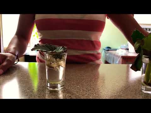 Video: Propagación De Hojas De Begonias: Instrucciones Paso A Paso Para Propagar Y Enraizar Begonias En Casa. ¿Cómo Cultivar Begonia A Partir De Una Hoja?