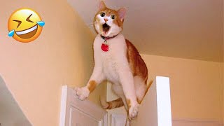 Most Hilarious Dog And Cat Videos 🐈😘🐕 - Best Funny Thoughts And Actions Of Animals 🤣 #25