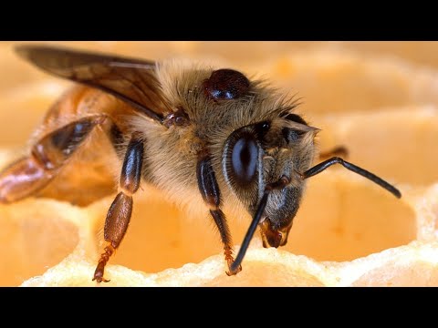 Пчелы удивительные насекомые