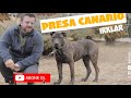 Köpek Irkları - Presa Canario