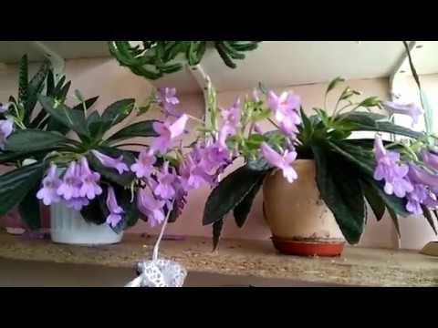 фиалка скоморох фото