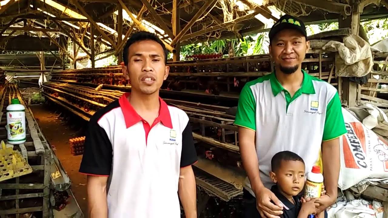Cara Sukses Ternak Ayam Petelur Pemula 082137665887 - 581D877B 