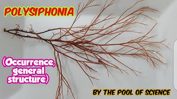 Polysiphonia (occurrence, General Structure) by The Pool of Science