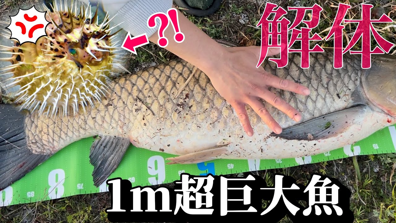 超巨大魚を骨の髄まで観察してたらハリセンボンが…！？