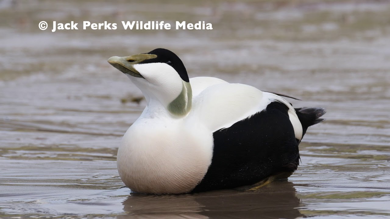 Common Eider Male (STOCK FOOTAGE)