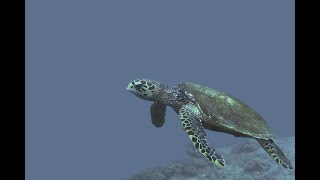 Daymaniyat diving, a curious turtle and a wise old ray by cetric26 100 views 2 years ago 3 minutes, 17 seconds